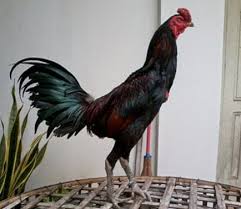 Hasil gambar untuk ayam birma hari ini