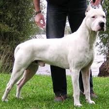 Resultado de imagem para dogue argentino