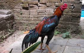 Hasil gambar untuk ayam bangkok