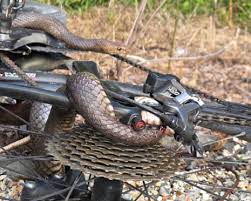 snake