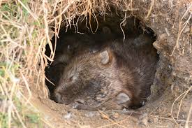 Image result for wombat