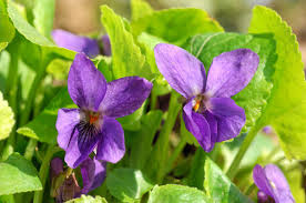 Resultado de imagen de las flores de las violetas