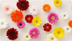 「お花」の画像検索結果