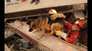 Resultado de imagem para search and rescue dogs