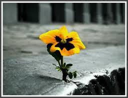Image result for persevere