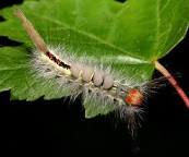 Image result for Caterpillar With Two Luminous Glow Tips At Tail End