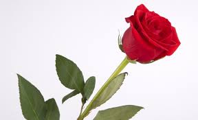 Image result for images of rose hd