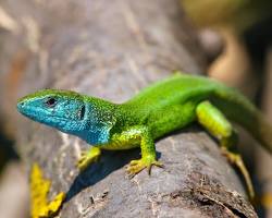 Lagarto-verde