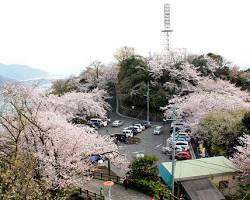 黄金山の桜の画像