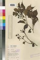 Image result for Syzygium staudtii