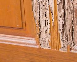 صورة termite damage