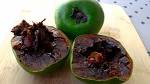 How to open and eat Black Sapote, Cocolate Pudding Fruit! -