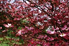 Image result for pictures of dogwood trees in bloom