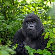 gorillas
