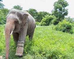 Rescued elephants at Phnom Tamao Wildlife Rescue Centre in Cambodia.