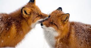 Résultat de recherche d'images pour "saiga antelope"