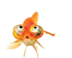 Image of Goldfish