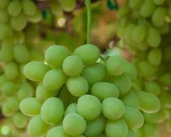 Hình ảnh về Sweet Globe grapes