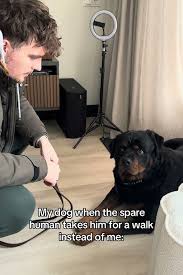 UNACCEPTABLE!!! #viral #dogs #rottweiler #pets #funny - YouTube