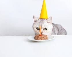 cat with a party hat eating a treatの画像