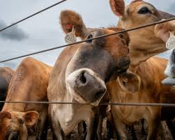 Trump’s agriculture secretary commits to ‘waiving red tape’ to allow ranchers to process and sell their own beef – live