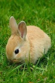 Image result for bunny