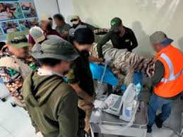 Murió el tigre de Bengala 'Kenzo', herido en operativo de rescate en el Edomex