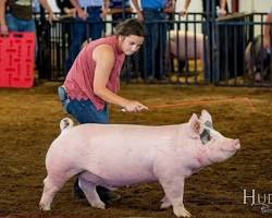 Image of Grand Champion Pig