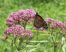 Image of Milkweed (Asclepias spp.)