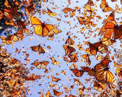 Image of Monarch Butterfly Migration