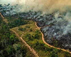 Imagem de Perda de biodiversidade devido ao desmatamento