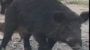 Trend Google: cinghiale