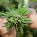 Last-minute rush for marijuana dispensary applications