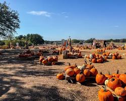 Image of Kroemer Farms Pumpkin Patch, Texas