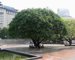 Image of Indian Laurel Tree Texas