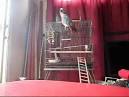 Pictures of 2 parrots kissing video dailymotion <?=substr(md5('https://encrypted-tbn3.gstatic.com/images?q=tbn:ANd9GcSOGiziPP7GELRzTwc4JjXAsIx-yZtqLsw-79JXPxJub30rW8CfiY73hGU'), 0, 7); ?>