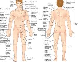 Image of Posterior anatomy
