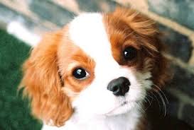 תוצאת תמונה עבור כלבים