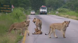 Image result for mikumi national park safari