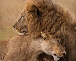 lion and lioness