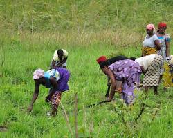 Image of Agriculture en Côte d'Ivoire