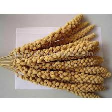 Image result for MILLET