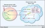 Soxand cancer stem cell