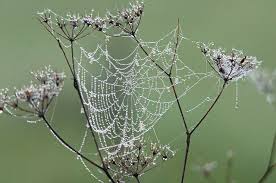 Resultado de imagem para teias de aranhas