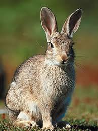 Image result for RABBIT
