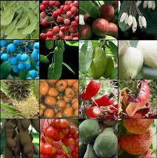 Resultado de imagen para imagenes de plantas angiospermas con frutos