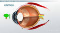 Cornea of eye from study.com