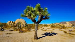 California scrambles to save Joshua trees as climate and wildfires intensify