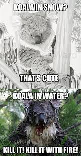 Koala,Meme via Relatably.com