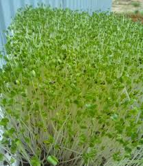 Image result for RAU MẦM CẢI XANH